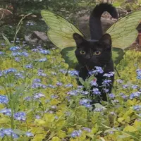 ari-fairy profile
