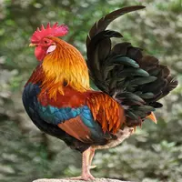 cockshw357 profile