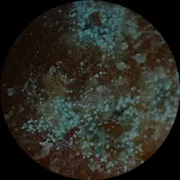 effy-44 profile
