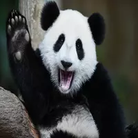 glizzybear profile