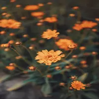 harleysummers profile