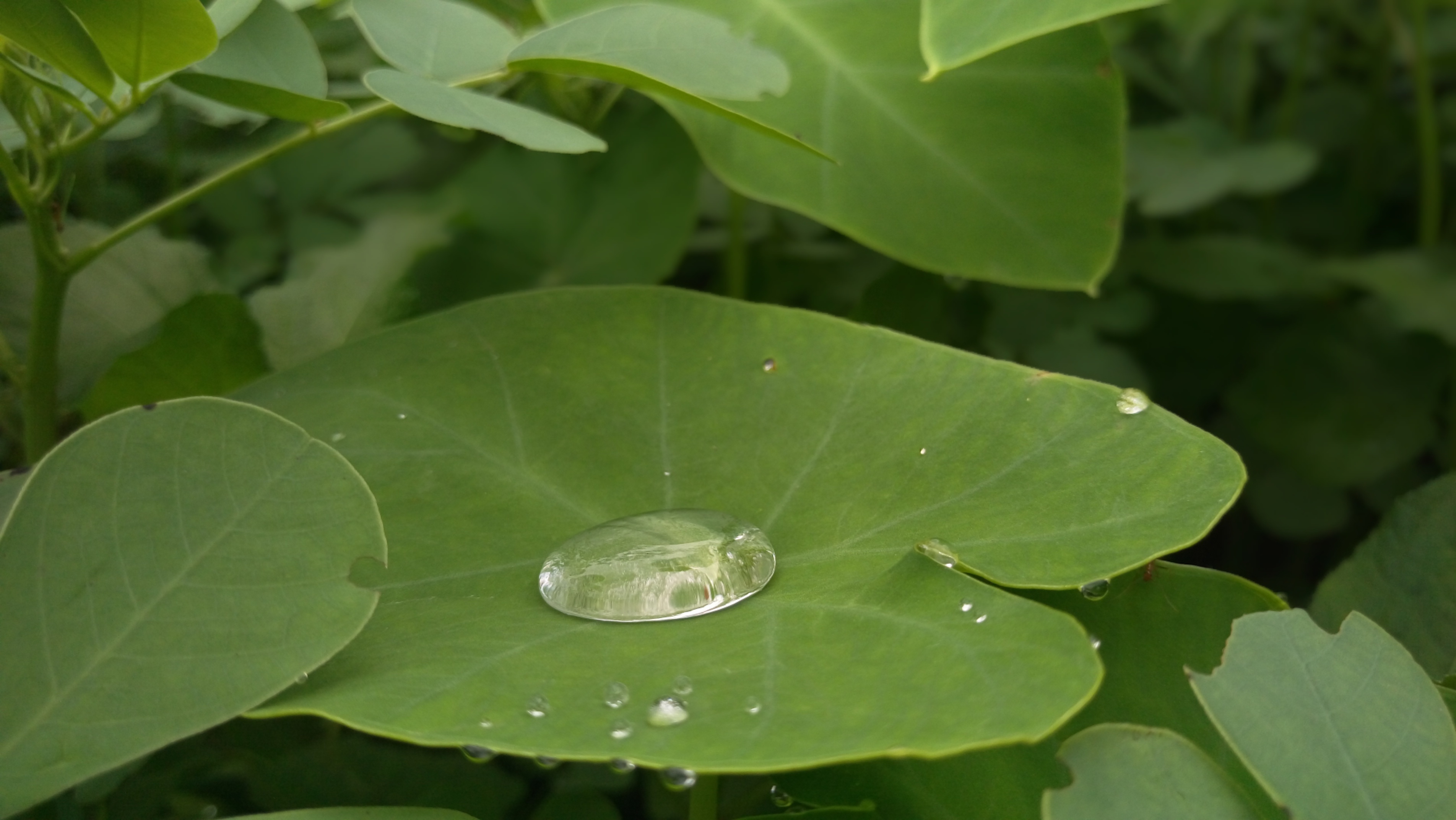 indian-tarzan Avatar