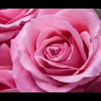 kandirose profile