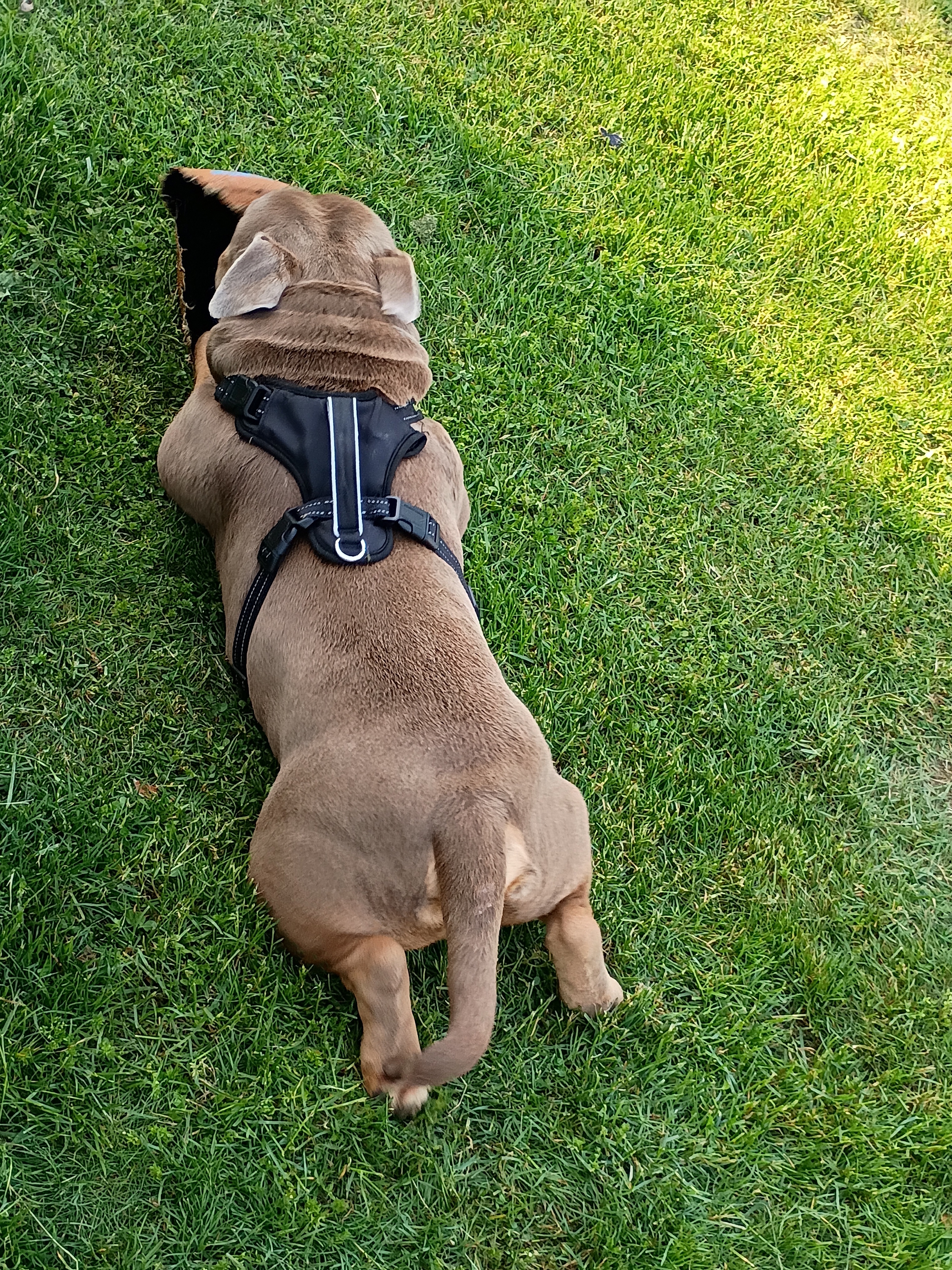 JustusLexiluvnlust Avatar