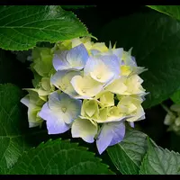 loralovente profile