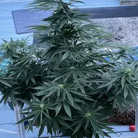 michealcrem profile