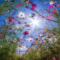 newflorinela profile