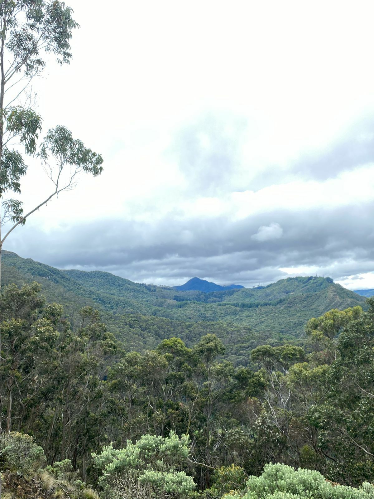 Patricia-Romanov Avatar