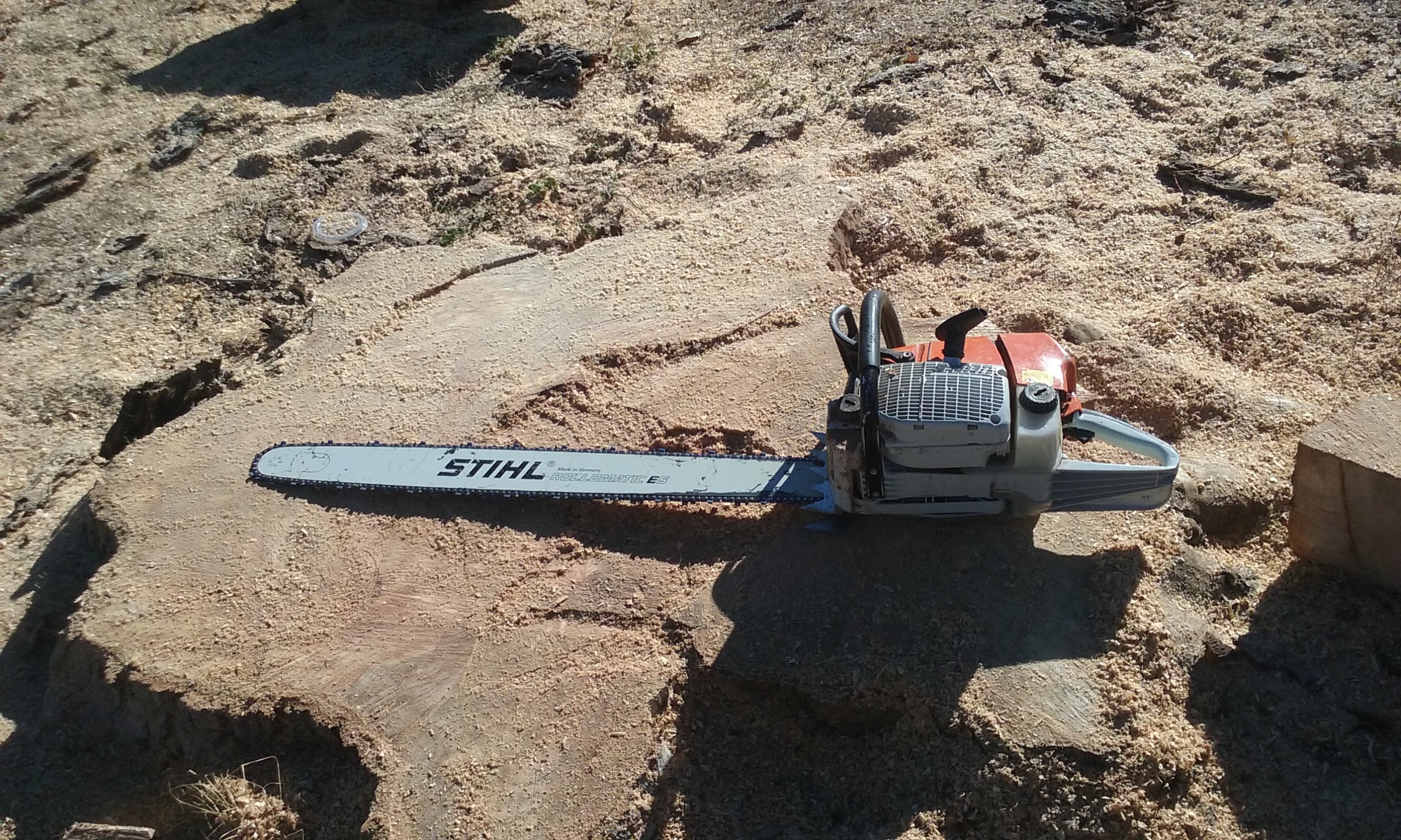 Treemandude6969 Avatar