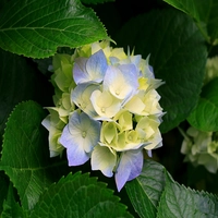 roseroger profile
