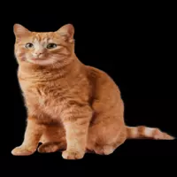 stella-goldd profile